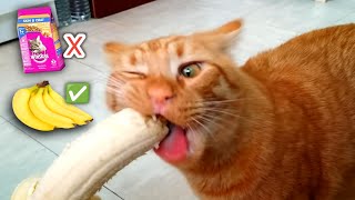 ANEH TAPI NYATA.! Kucing Oren Doyan Makan Pisang Bikin Gempar Warganet +62 .! Kucing Vegetarian