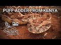 Deadly venomous Puff adder (Bitis arietans) from Kenya, huge viper species, dangerous snake, Africa