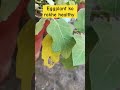 Eggplant ko rakhe healthy #gardeningvideos #gardenersgardening #gardenplants #plants