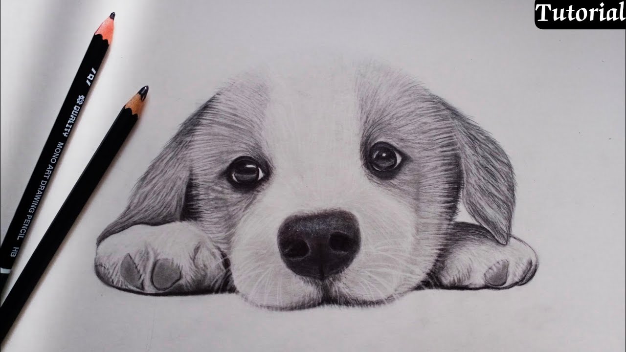 Puppy Drawing Sketch - Drawing Skill