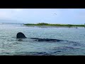 Manatee Mating - Dunedin, FL