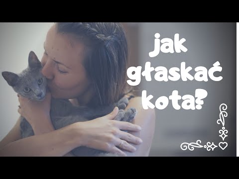 Wideo: Jak Pogłaskać Kota?