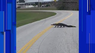 Alligator crosses road by Orlando International Airport
