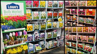 Lowe’s Garden Tulip, Daffodil, Hyacinth, Iris, Allium, Lily, Anemone, Muscari, Crocus, Freesia Bulbs