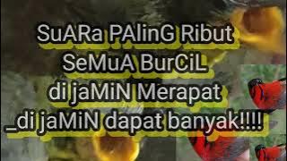 PeMikat Pasti Melirik_di jamin dapat banyak_SuARa ribut#burung #burungkicaudialamliar 