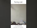 Funny cat #shorts