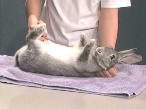 5 of 6 how-to rabbit videos presented by Lisa-Karr-Lilienthal, University of Nebraska-Lincoln Extension Companion Animal Specialist. Rabbits are one of many animal science projects 4-H youth can enroll in. To find out more about 4-H, contact your local extension office. In showmanship, 4-H'ers are judged on their ability to handle and present their animal. For more information about rabbit showmanship, go to lancaster.unl.edu