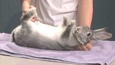 Rabbit Showmanship Example #2