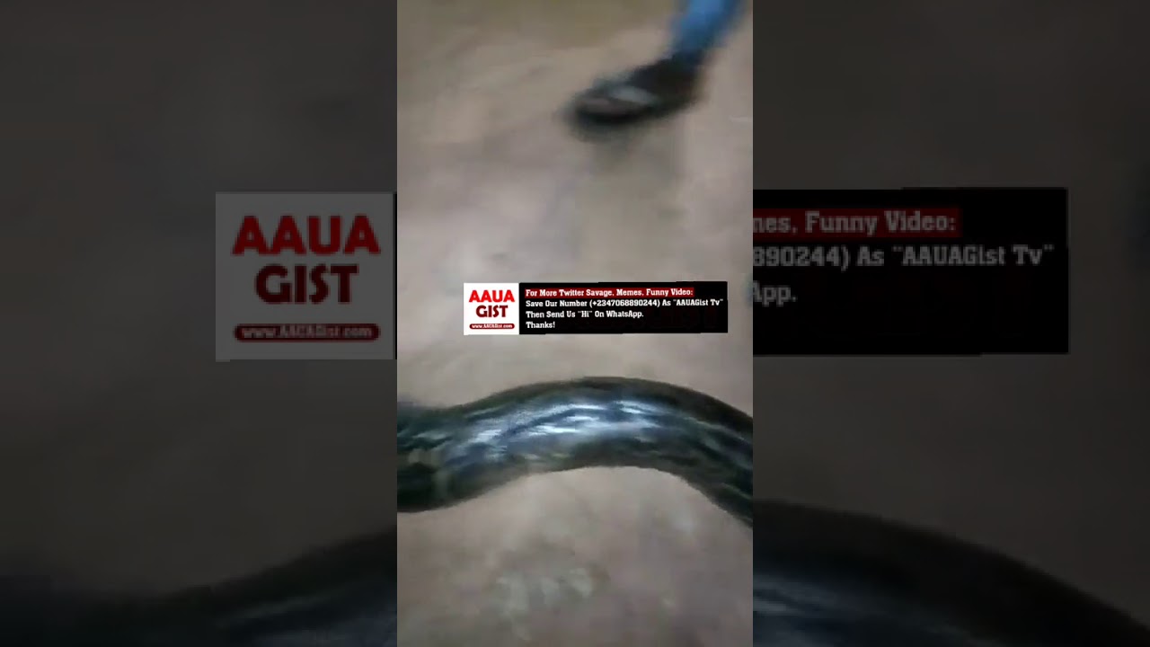 Tonton See The Big Snake Killed By FUTA Students At The Senate Building di YouTube Tonton See The Big Snake Killed By FUTA Students At The Senate Building di YouTube