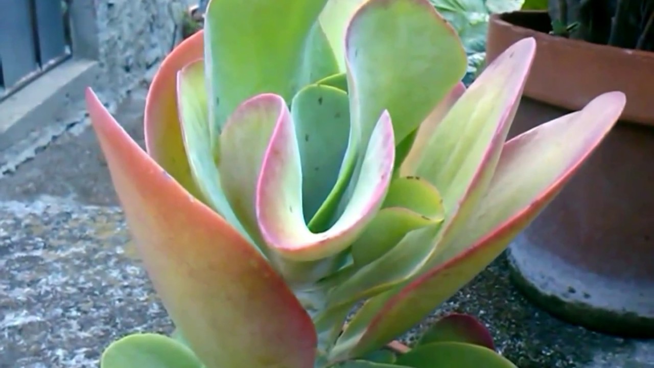 Rosa del deserto (Kalanchoe thyrsiflora) 