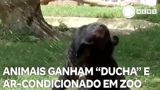 Animais de zoológico na Índia ganham "ducha" e ar-condicionado