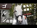 【天皇賞春　直前】マイネルエンペラー　牧場リポート！2歳時の映像に、最新ゴールドシップも！