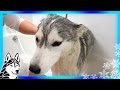 Siberian Husky Memphis Bath Grooming Time! BATH TIME CHALLENGE