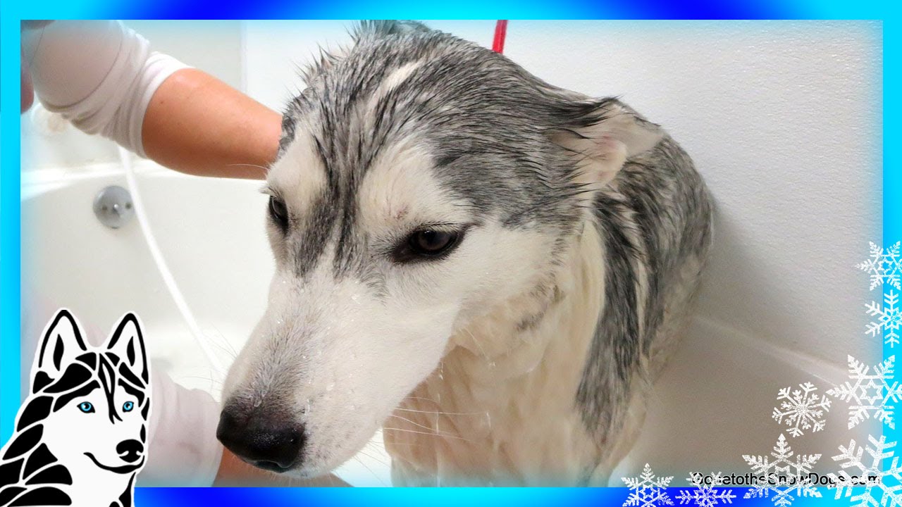 can 5 week old husky be bathed