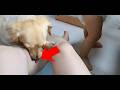 Giving a treat to a cute dog on its way home from the groomer【Dachshund dog】