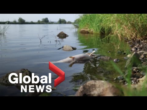 “Catastrophe” as thousands of dead fish wash up on banks of Poland’s Oder River