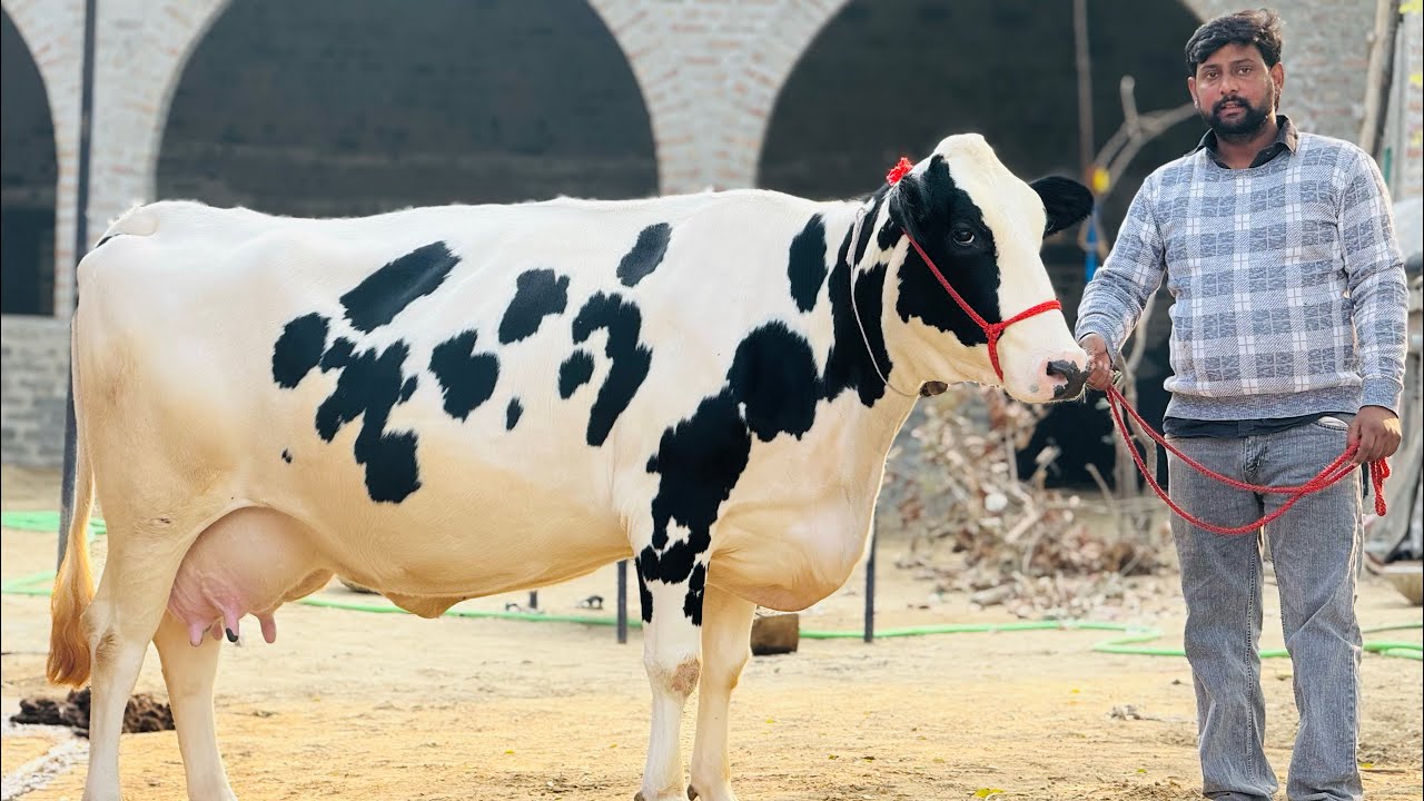 10 Cow Available, Rate Start from 70,000 💵- Mannat Dairy Farm