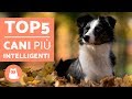 TOP 5 cani più INTELLIGENTI del mondo – Cani più intelligenti classifica