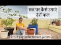 Five fruit plants you must have in your terrace garden