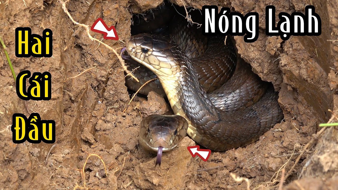 Hai Cái Đầu Con Rắn Độc Bằng Cùm Tay Người Lớn | Mười Thương SB - YouTube