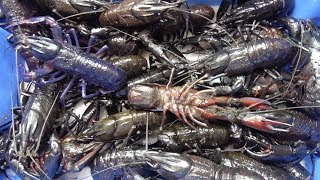 When I went business trip to foreign market,I found huge black crayfish and shocking creatures.