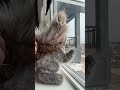 This Squirrel Singing this Song #helpmemakethismakesense #music