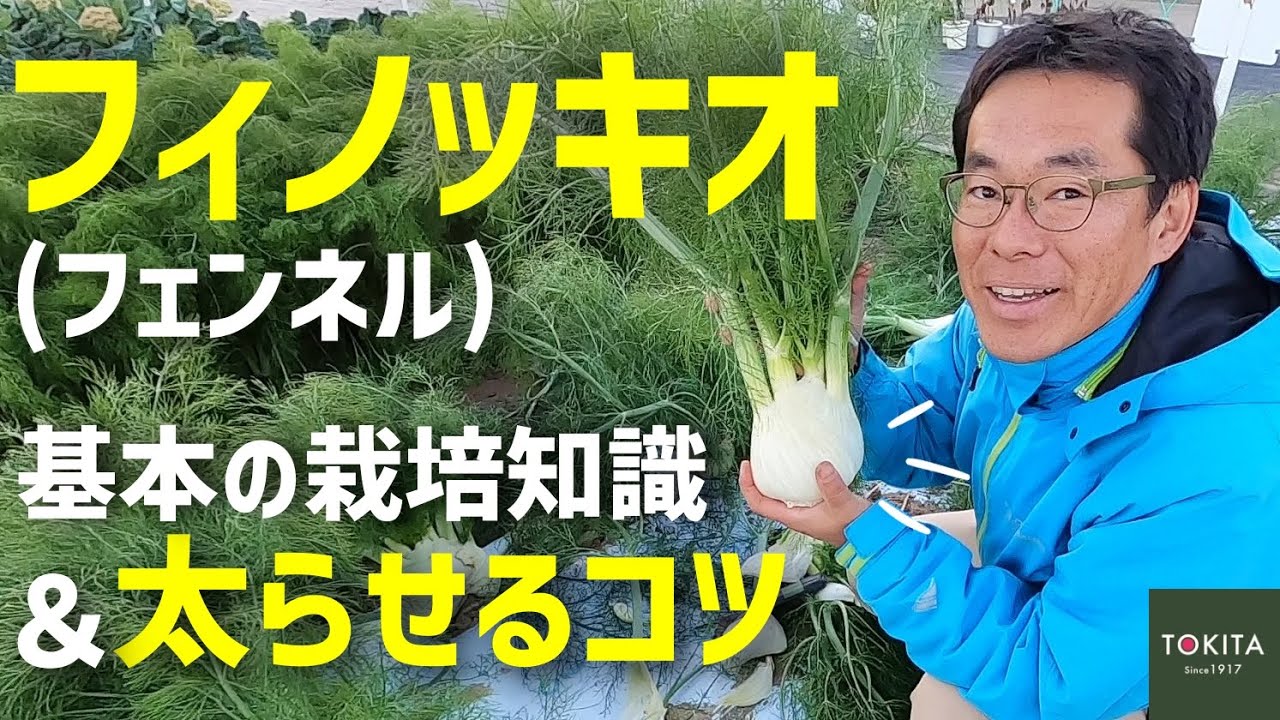 【イタリア野菜】フィノッキオ（フェンネル）をふっくら育てるコツ！【秋作がオススメ】