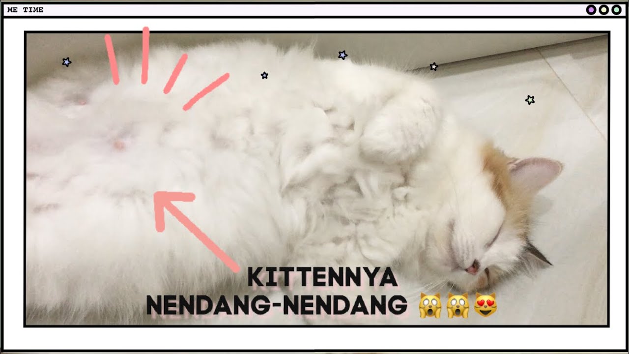 YOMMI SI KUCING HAMIL 1 BULAN LEBIH! KITTENNYA NENDANG NENDANG😻