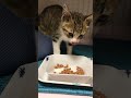 #Shorts うまうま言いながら食べる子猫のうなぎ【はじめてのご飯】