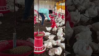Poultry Farm with 16 Lakhs #shorts
