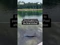 Blue paint appears to peel from Reflecting Pool after $14.6M renovation