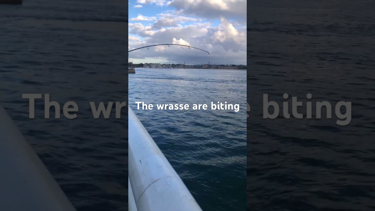 Wrasse fishing in Plymouth. The bites are non stop  