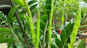 Phân Bón Thần Thánh Giúp Cây Kim Tiền Phụt Mần Như Giá Đỗ / Zz-plan