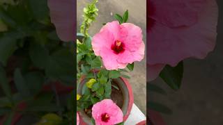 Download Lagu Beautiful Gudahal 🌺Flowers Blooming 🌺👌🥰👩🏻🌾|#flowers #plants #homegardening #ytshorts MP3 Download Lagu Beautiful Gudahal 🌺Flowers Blooming 🌺👌🥰👩🏻🌾|#flowers #plants #homegardening #ytshorts MP3