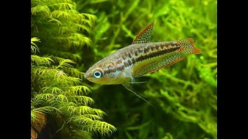 Cận cảnh cá thanh ngọc sinh sản (VietSub)-Green Croaking Gourami