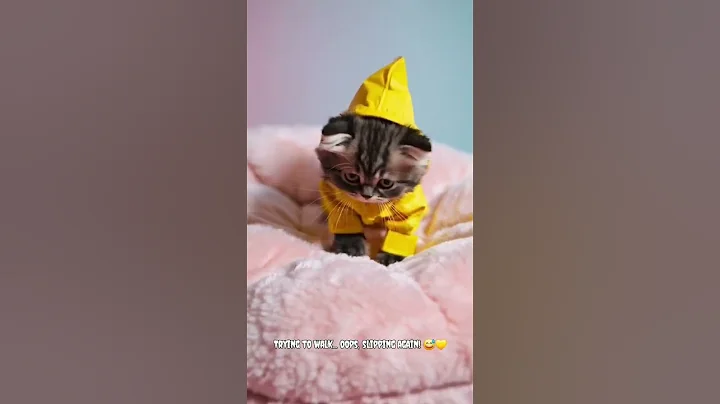 Video 9699341: teacup kittens, cutecat adorable, cutest kitten