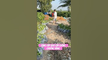 CUNG CẤP 800 CÂY GIỐNG CHUÔNG VÀNG