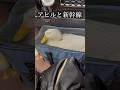 アヒルと新幹線 アヒルは可愛い、世界を救う#アヒル #あひる #猫 #コールダック #duck #動物 #ペット #鳥 #癒し #旅行 #アヒル狂 #信者 #かわいい