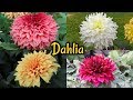 Annual Flower Show 2019 ( Dahlia Flower)The Agri - Horticultural Society Of India