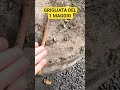 la grigliata del primo maggio #perte