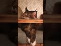 Кот 🦁 🐈 В Мире Животных🔥#кот #коты #релакс #подпишись #приколы #юмор #животные#мейнкун #cat #cats