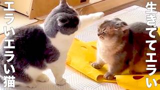 全肯定してくれる、エラいネコ【アフレコ】