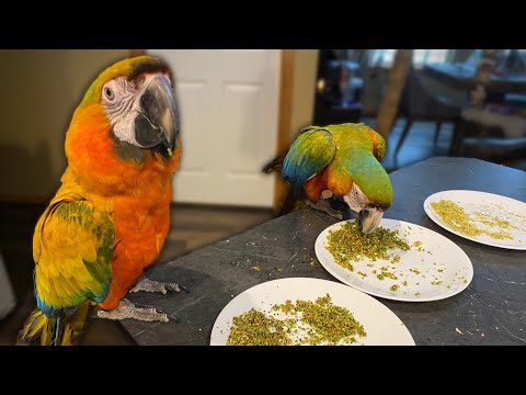 Video: Why Doesn't The Parrot Eat