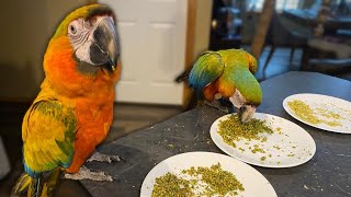 HELP! MY BIRD WONT EAT?! | What to Do When Your Parrot REFUSES Healthy Food