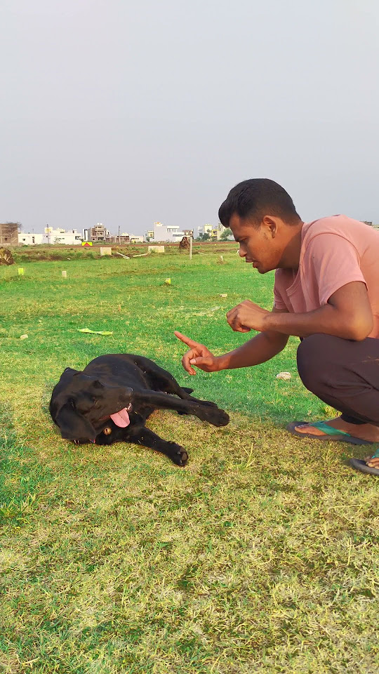 Dog training teach sleep command shorts labrador viral sleep youtube