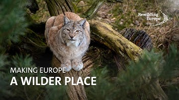 Rewilding Europe | Making Europe a Wilder Place | Discover our Mission, Vision and Goals