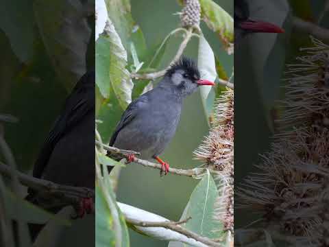 The Sacred Bird