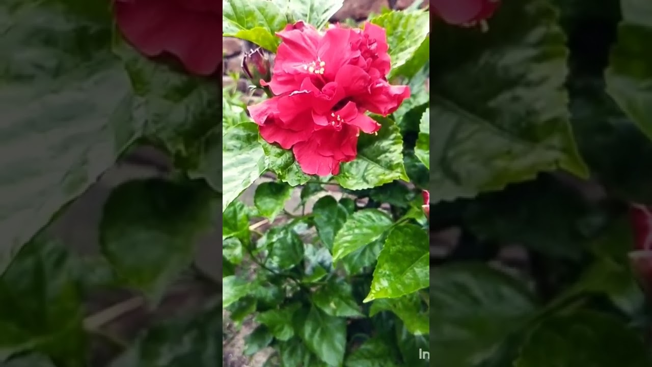 Double Hibiscus