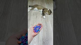 Cat Barsik 🐱😴 Marbles Reverse Video #marblerunandmore #funny #asmr #reversevideo