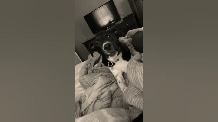 Lol my dog